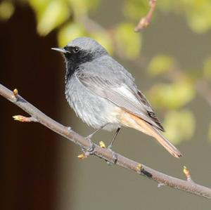 Black Redstart