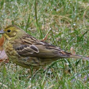 Yellowhammer