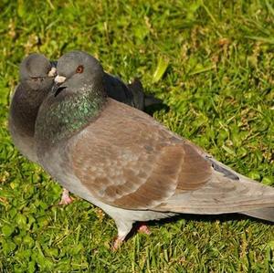 Rock Pigeon