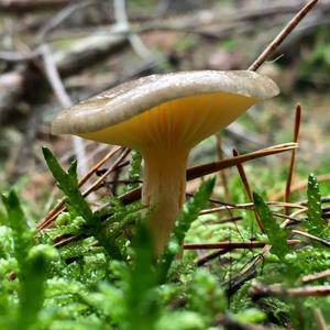 Late Fall Waxy Cap