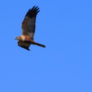 Western Marsh-harrier