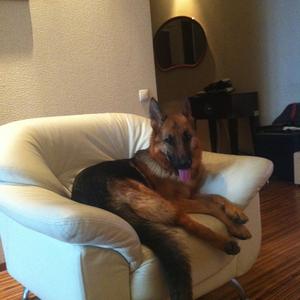 German Shepherd