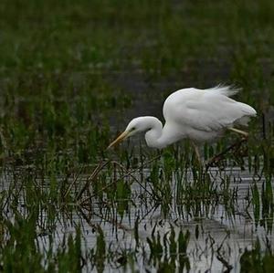 Great Egret