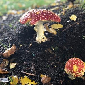 Fly Agaric