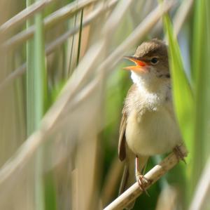 Eurasian Reed-warbler