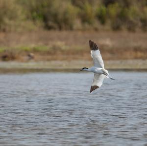 Pied Avocet