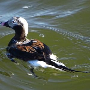 Long-tailed Duck