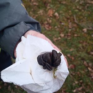 Unknown Species