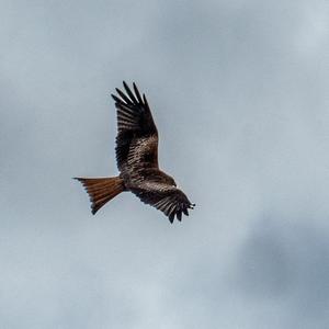 Red Kite