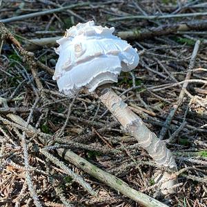 Parasol Mushroom