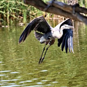 Great Blue Heron