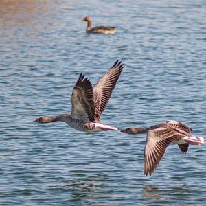 Greylag Goose