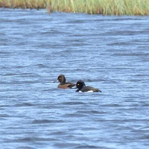 Tufted Duck