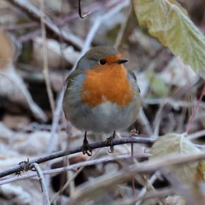 European Robin