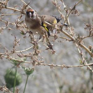 European Goldfinch