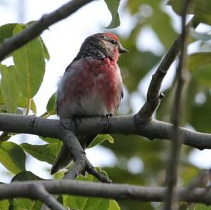 Common Redpoll