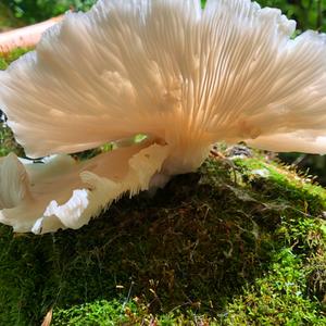 Oyster Mushroom