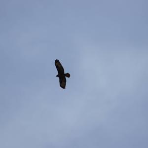 Common Buzzard