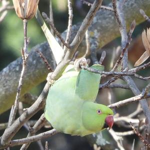 Rose-ringed Parakeet