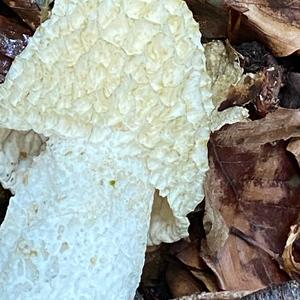 Stinkhorn, Common