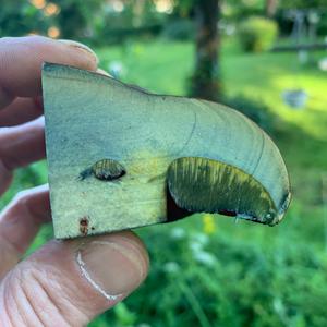 Dotted-stem Bolete