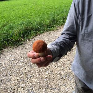 Orange Birch Bolete