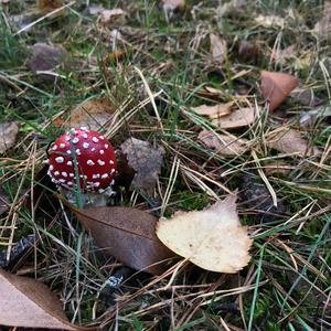 Fly Agaric