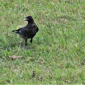 Carrion Crow