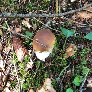 King Bolete