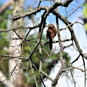 Brown Thrasher