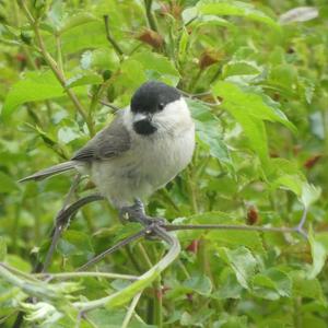 Marsh Tit