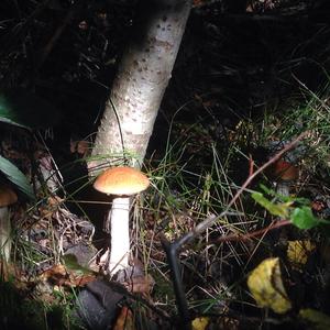 Orange Birch Bolete