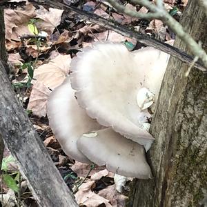 Oyster Mushroom