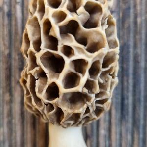 Yellow Morel