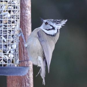 Crested Tit