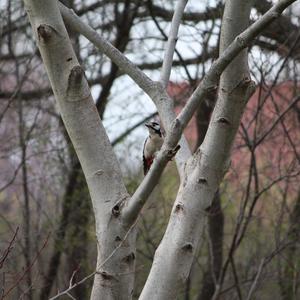 Great Spotted Woodpecker