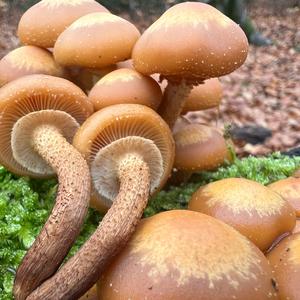 Changing Pholiota