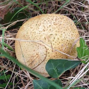 Giant Puffball