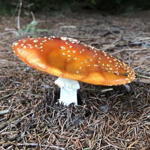 Fly Agaric