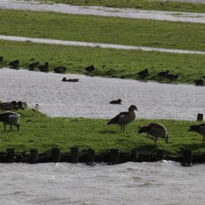 Nilgans