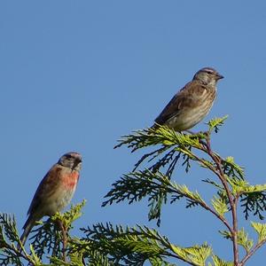 Eurasian Linnet