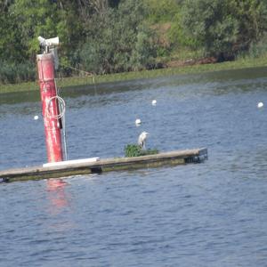 Grey Heron