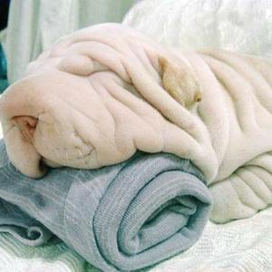 Shar-Pei