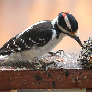 Downy Woodpecker