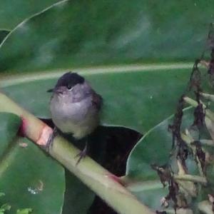 Blackcap