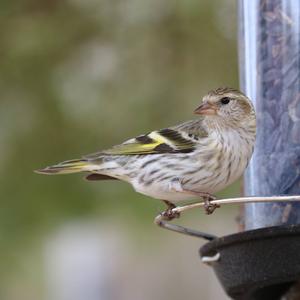 Pine Siskin