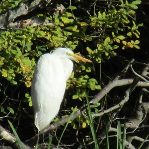 Great Egret