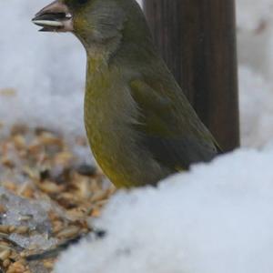 European Greenfinch