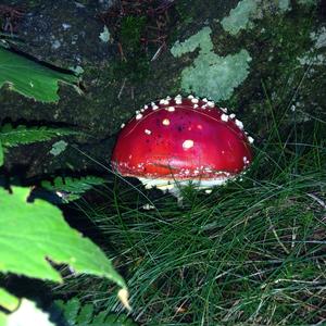 Fly Agaric