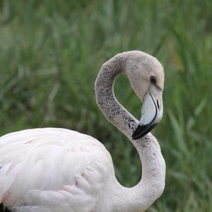 Greater Flamingo